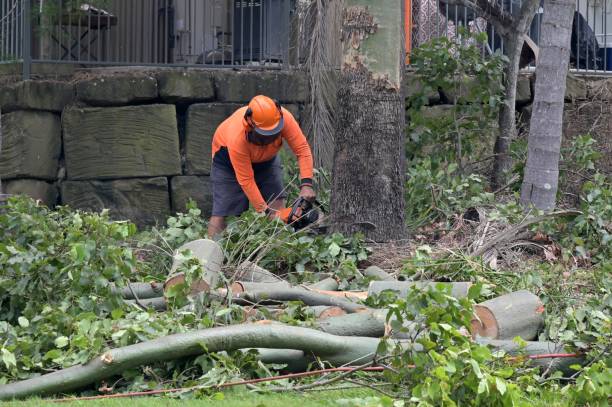 Best Affordable Tree Service  in Blissfield, MI